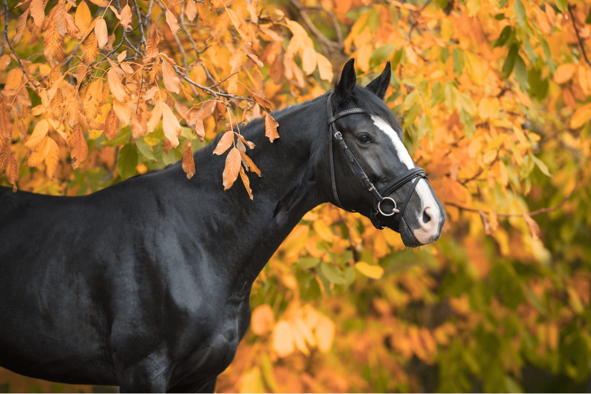 Paard